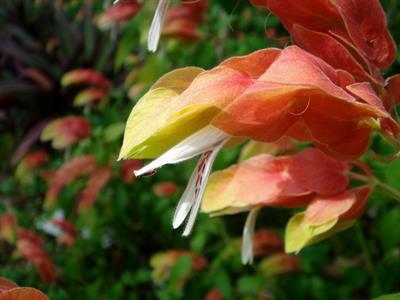 justicia brandegeana - ناوک